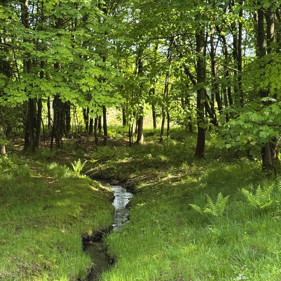 Ein Bach im Wald